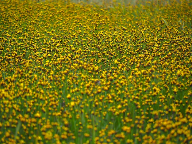 Foto hierba amarilla-observada alta que florece en el campo de arroz de tailandia.