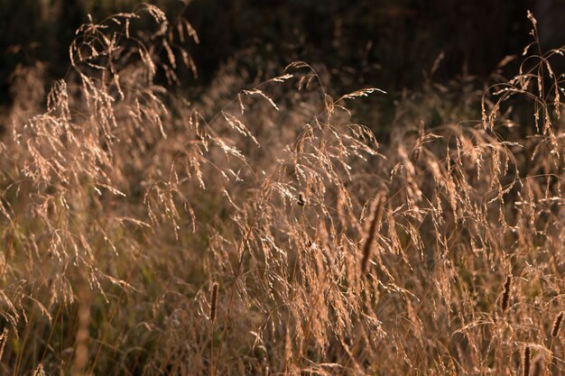 Hierba amarilla seca en el campo