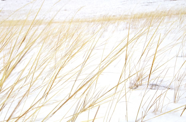 Hierba amarilla seca en las dunas o campo cubierto de nieve