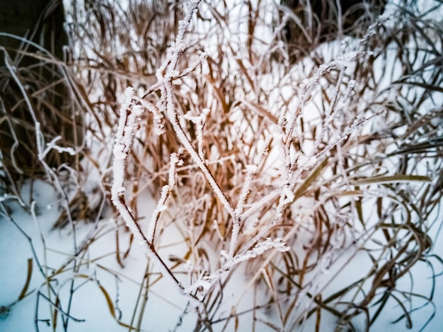 Hierba amarilla seca bajo la nieve enfoque suave cerrar