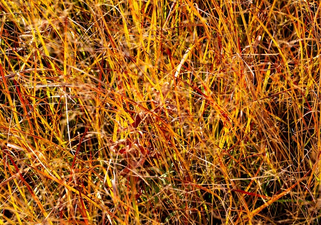 Hierba amarillenta en un campo en otoño