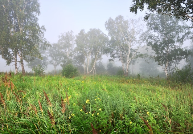 Hierba y árboles en la niebla