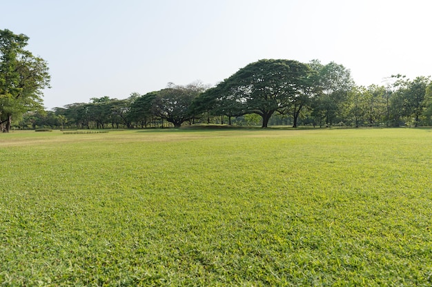 Hierba y árboles verdes en un hermoso parque