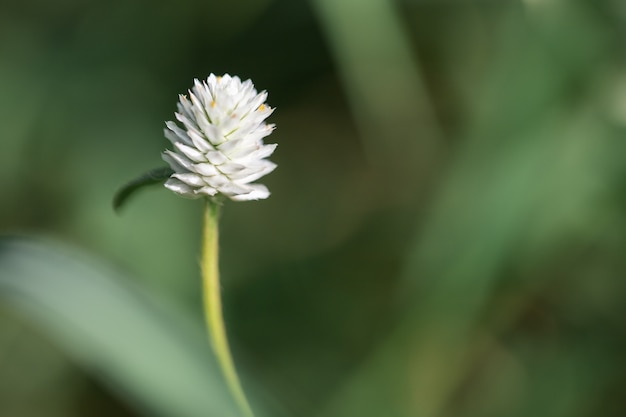 Hierba blanca en el campo