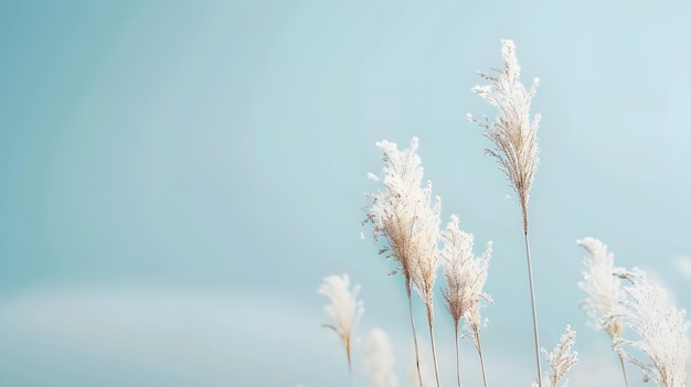 Foto hierba blanca contra un cielo azul con un fondo de cielo azul