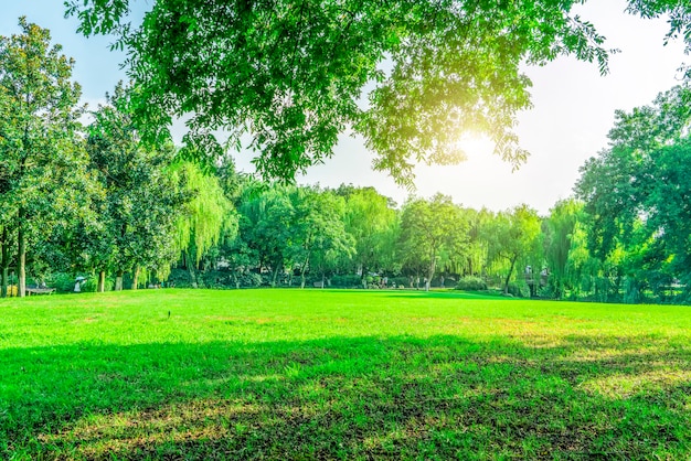 Hierba y bosques verdes en el parque.