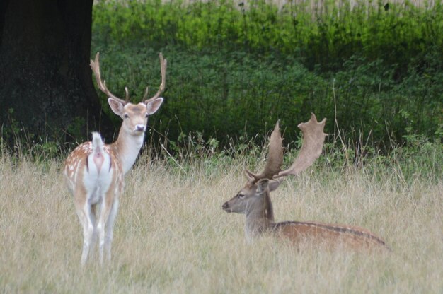 Foto la hierba en el campo de hierba