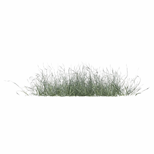 hierba de campo salvaje, aislada en fondo blanco, ilustración 3D, cg render