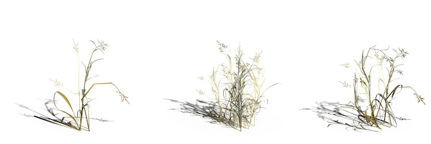 hierba de campo salvaje, aislada en fondo blanco, ilustración 3D, cg render