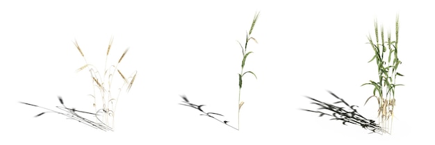 hierba de campo salvaje, aislada en fondo blanco, ilustración 3D, cg render