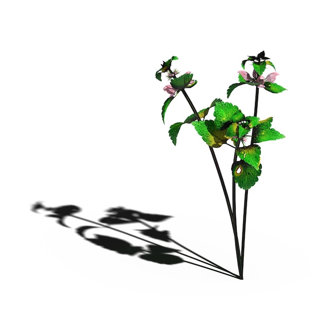 Foto hierba de campo salvaje con una sombra debajo, aislada en fondo blanco, ilustración 3d, presentación cg