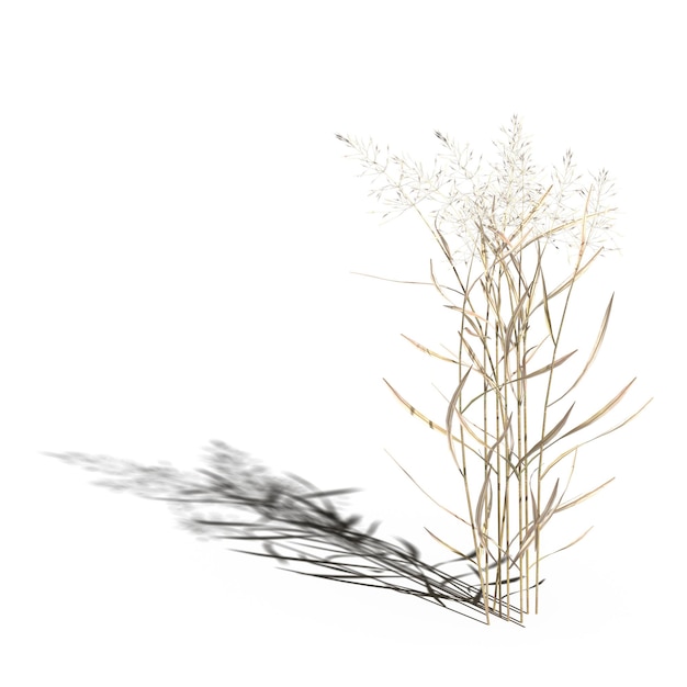 hierba de campo salvaje con una sombra debajo, aislada en fondo blanco, ilustración 3D, presentación cg