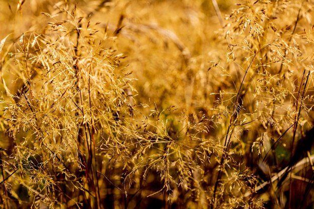 Hierba de campo de verano seco borroso abstracto