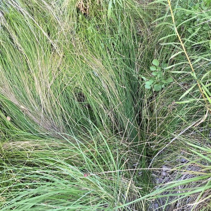Foto la hierba en el campo
