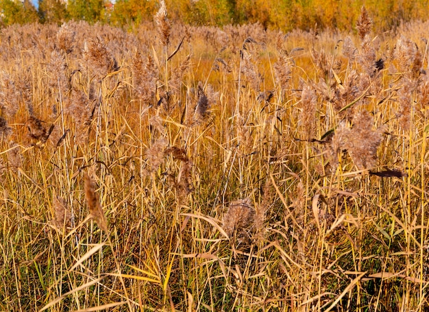 hierba de caña dorada en el otoño