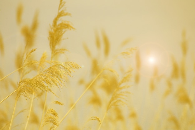 Hierba de caña en flor, nombre científico Phragmites australis, deliberadamente borrosa, balanceándose suavemente en el viento en la orilla de un estanque, primer plano de viento fondo naranja blanco y negro