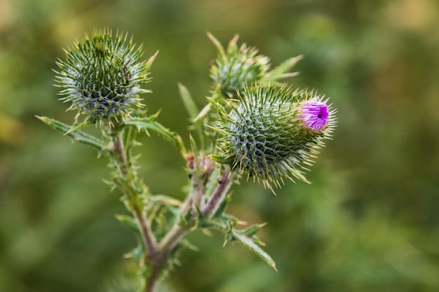 Hierba de cardo de amapola morada espinosa en flor | Foto Premium