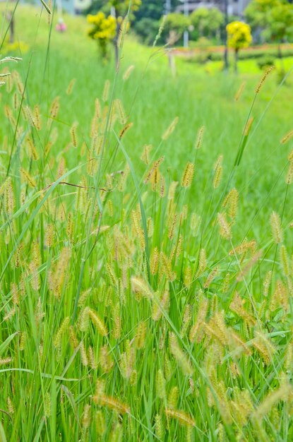 Foto hierba de cerda verde de cerca