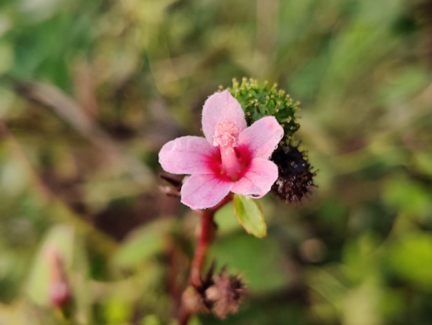 Hierba César o rebabas chinas de flores rosas, Urena lobata, yute del Congo