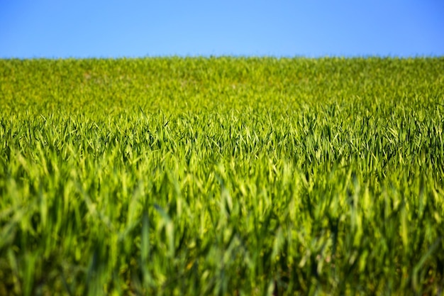 Foto la hierba y el cielo