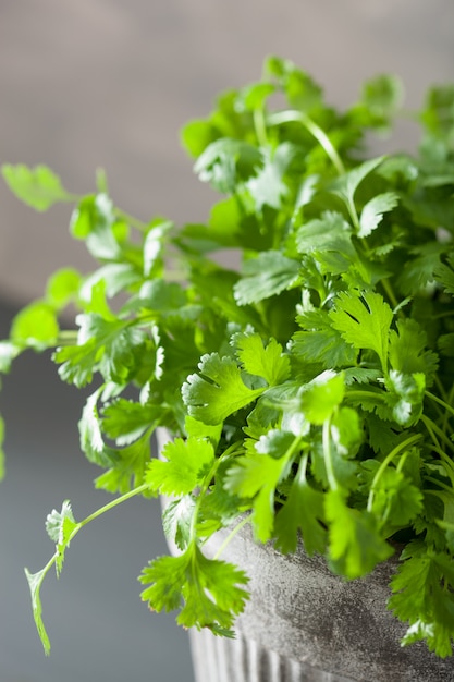 Hierba de cilantro fresco en maceta