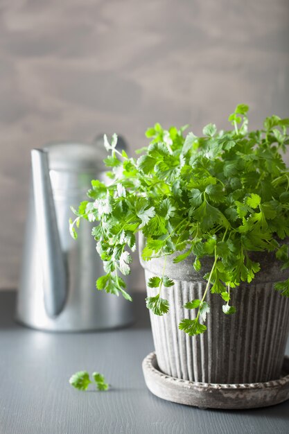 Hierba de cilantro fresco en maceta