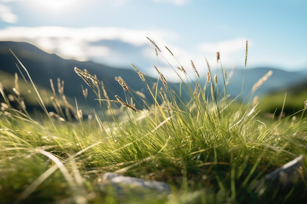 la hierba en la cima de una montaña