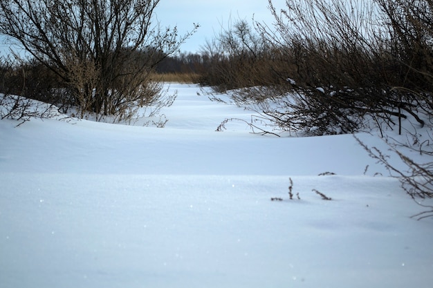 Hierba congelada en los campos de invierno bajo la nieve.