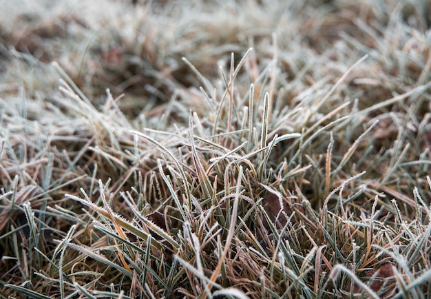 Hierba congelada en los campos Mañana de invierno helada macro Concepto de fondo de clima frío Clima matutino de escarcha