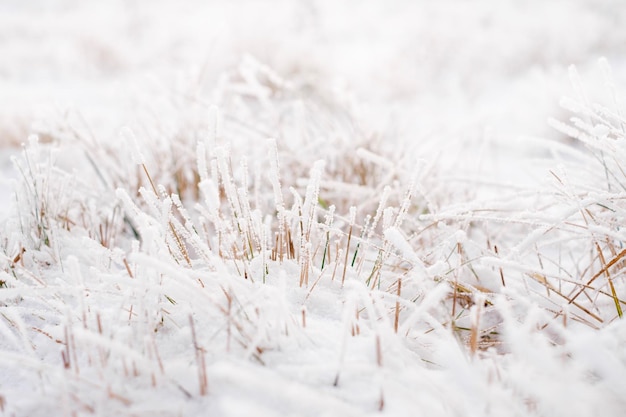 Hierba congelada en el césped cubierto de nieve y escarcha