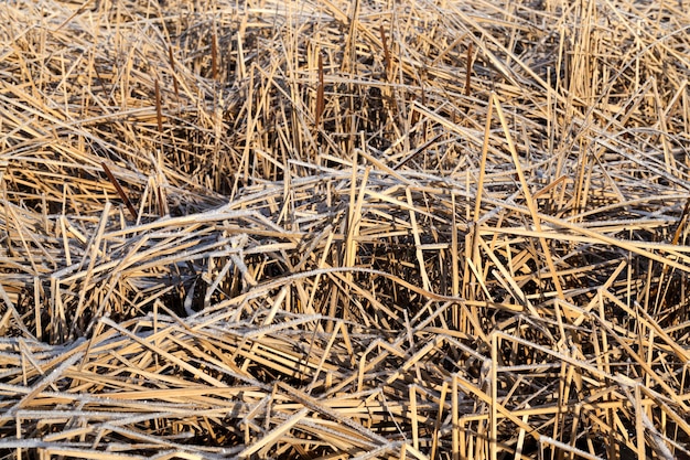 Hierba congelada en el lago en invierno