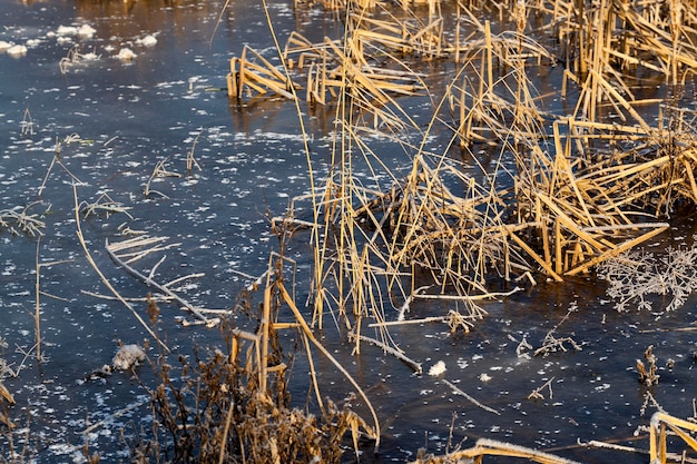 Hierba congelada en el lago en invierno