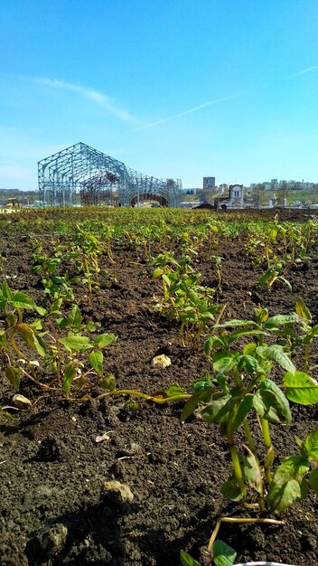 La hierba crece del suelo en primavera.