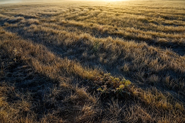 Hierba cubierta de escarcha al amanecer.