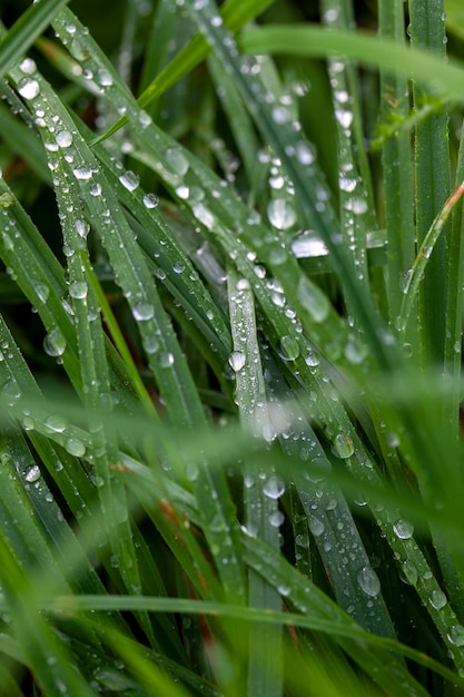 Hierba cubierta con gotas de agua o rocío