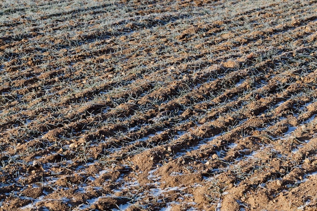 Hierba cubierta de hielo y escarcha en invierno