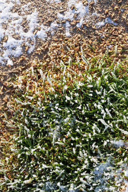 Hierba cubierta de hielo y escarcha en invierno