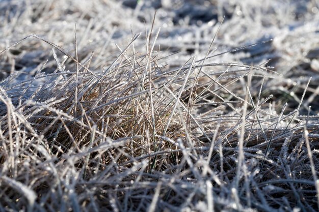 Hierba cubierta de hielo y escarcha en invierno