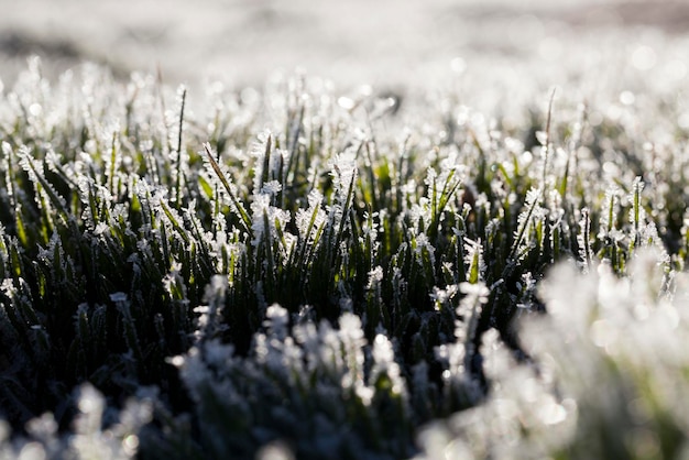 Hierba cubierta de hielo y escarcha en invierno