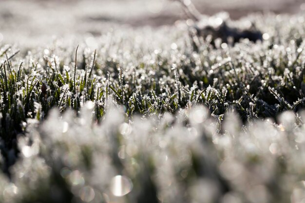 Hierba cubierta de hielo y escarcha en invierno