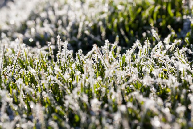 Hierba cubierta de hielo y escarcha en invierno