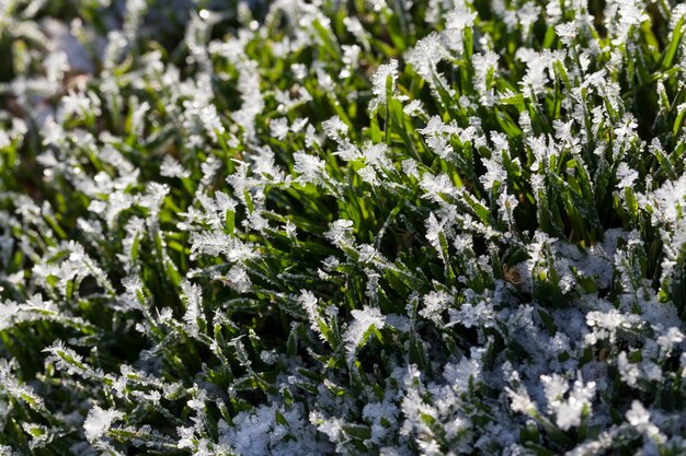 La hierba cubierta de hielo y escarcha en la temporada de invierno la hierba se congela con trozos de nieve y hielo en el campo en la temporada de invierno