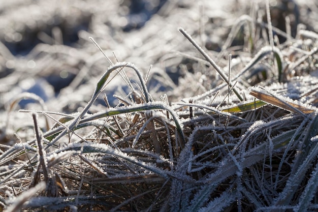 La hierba cubierta de hielo y escarcha en la temporada de invierno la hierba se congela con trozos de nieve y hielo en el campo en la temporada de invierno