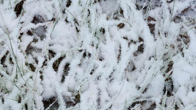 Foto la hierba está cubierta de nieve esponjosa