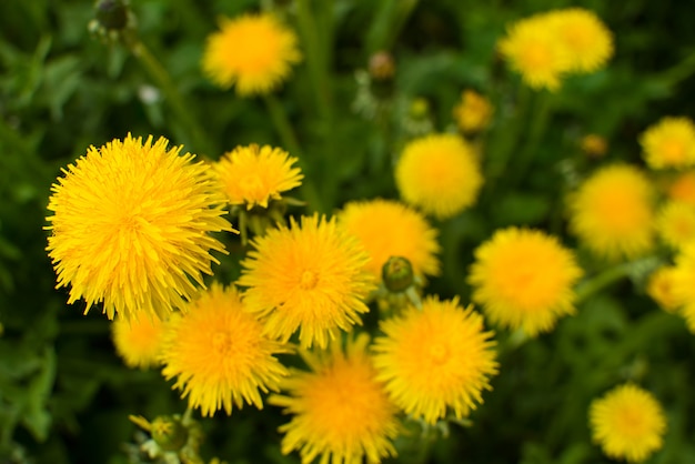 Hierba de diente de león de primavera