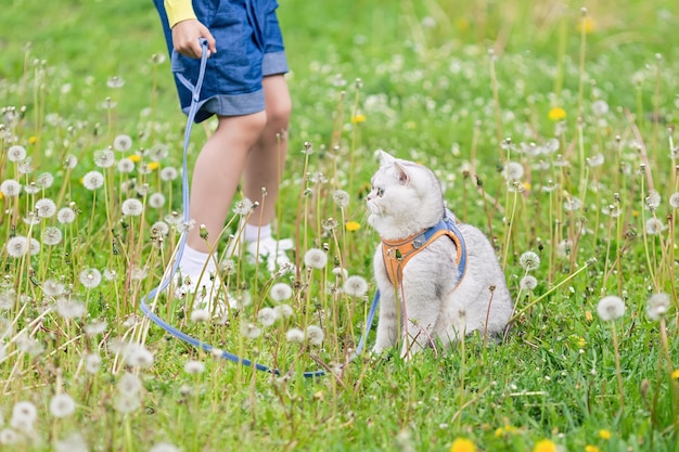 En la hierba con dientes de león blancos, una niña camina con un encantador gato británico blanco