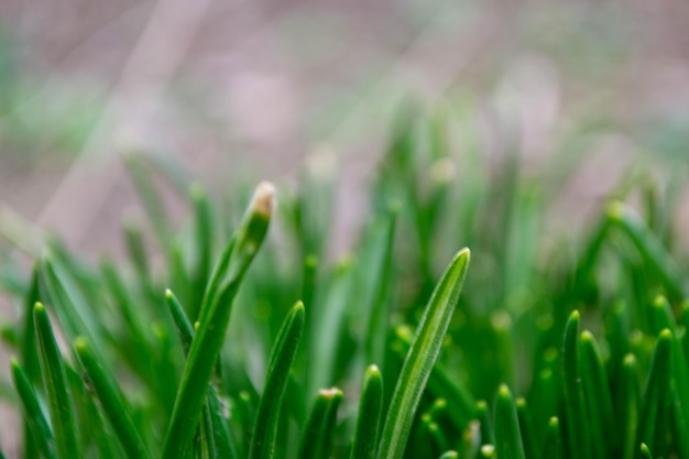 Foto la hierba es verde y la hierba es verde