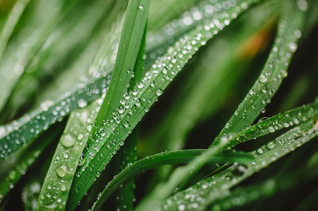 Hierba espesa fresca con gotas de rocío