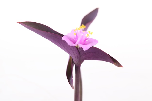 Hierba de flor de día común púrpura con fondo blanco.