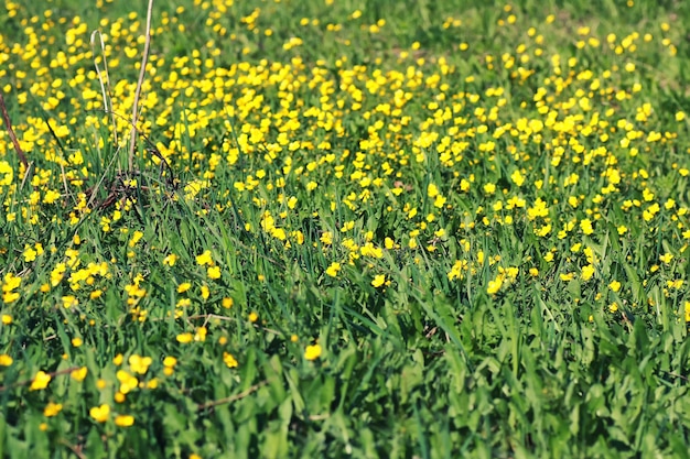 Hierba y flor de primavera en un campo